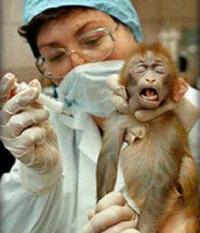 Thesis for animal testing